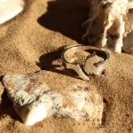 انگشتر نقره اسب
